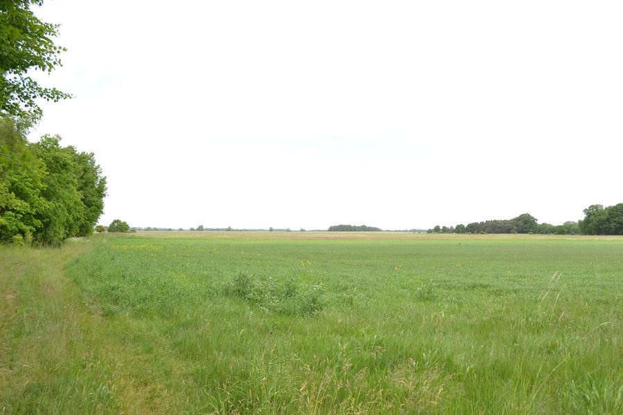 Habitat of the great bustard in the Havelländisches Luch, Germany