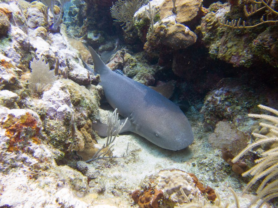 Nurse shark in the sea off Utila, Honduras