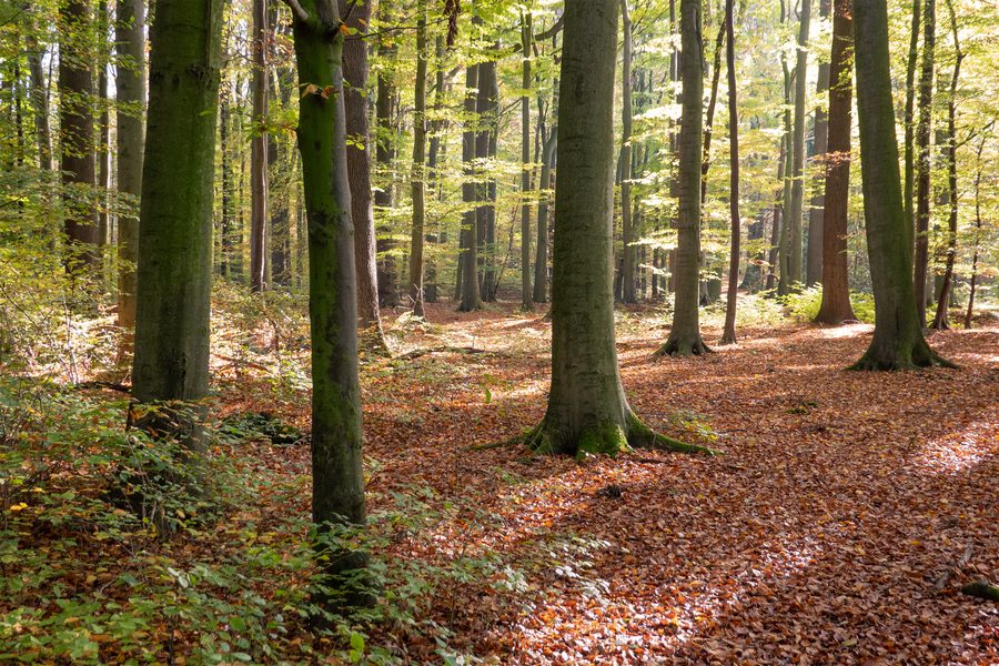 Pansbach nature reserve with Krähenholz and Hinnaksteich in Leopoldshöhe-Asemissen