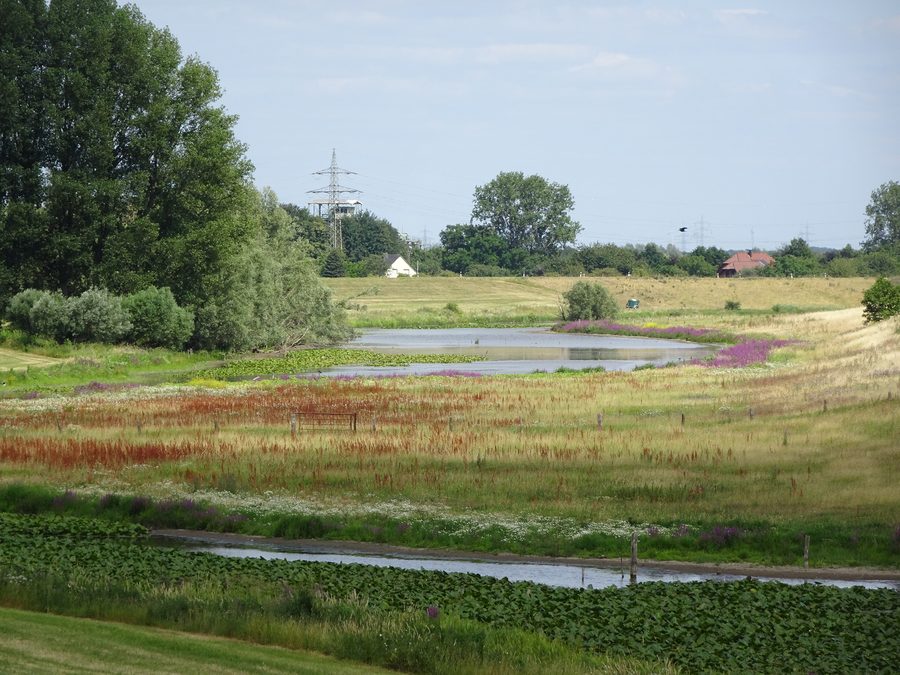 Altrhein Reeser Eyland nature reserve near Rees