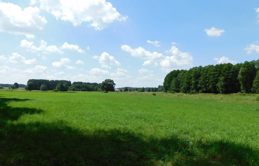 Flat landscape with field and forest near Jedlina and Łukówiec in Powiat Miński