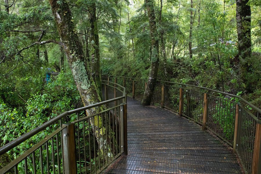 Rainforest in Fiordland National Park in Southland, New Zealand