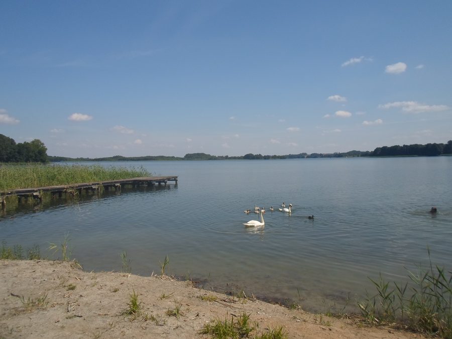 Krakower Obersee nature reserve in the Nossentiner/Schwinzer Heide Nature Park