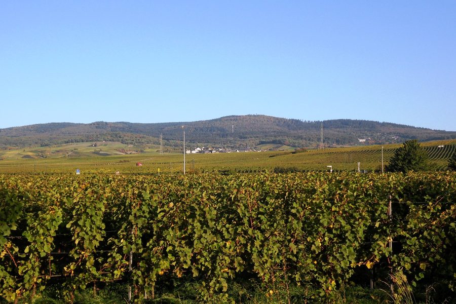 View of Hallgarten and the vineyard slopes with the Hallgarter Zange in the background