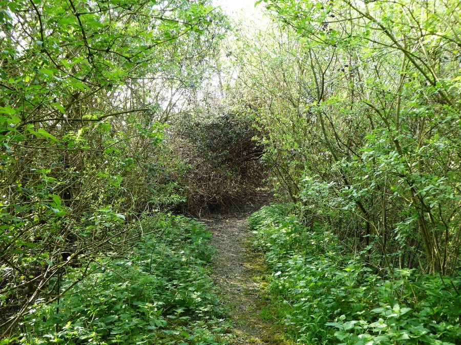 Meadow marshland in the Burham Marsh nature reserve on the River Medway near Snodland