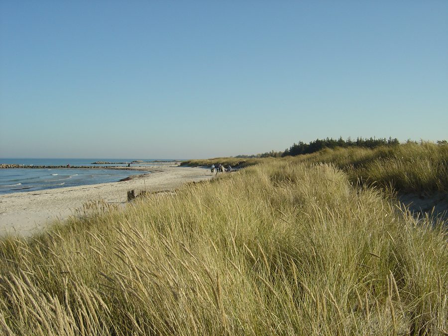 Beach in Heidkate with horses on the Baltic Sea beach
