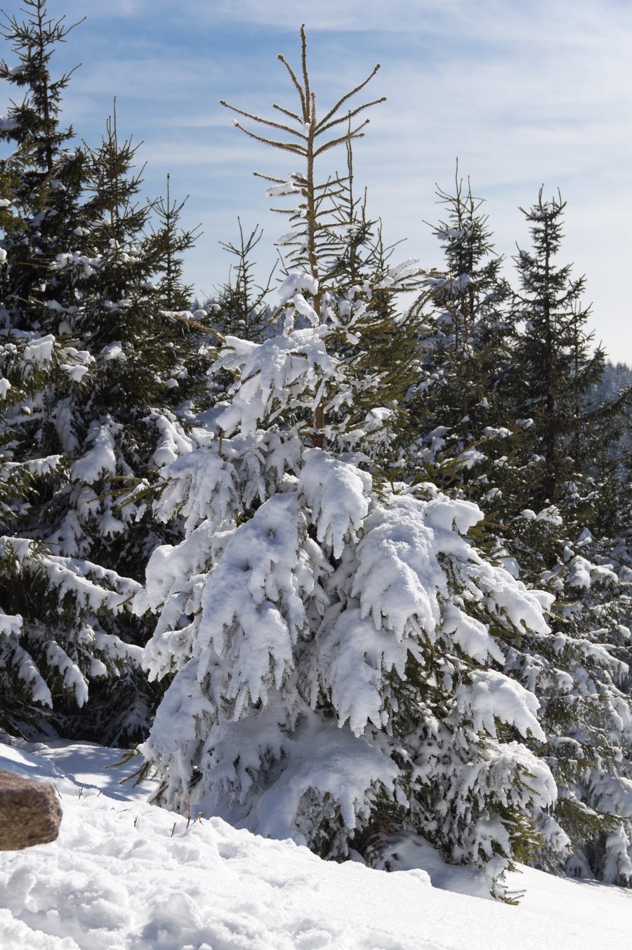 Snow-covered trees in the forest near Oberhof in the Thuringian Forest