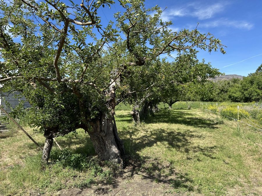 Historic apple orchard in the Okanogan River Valley