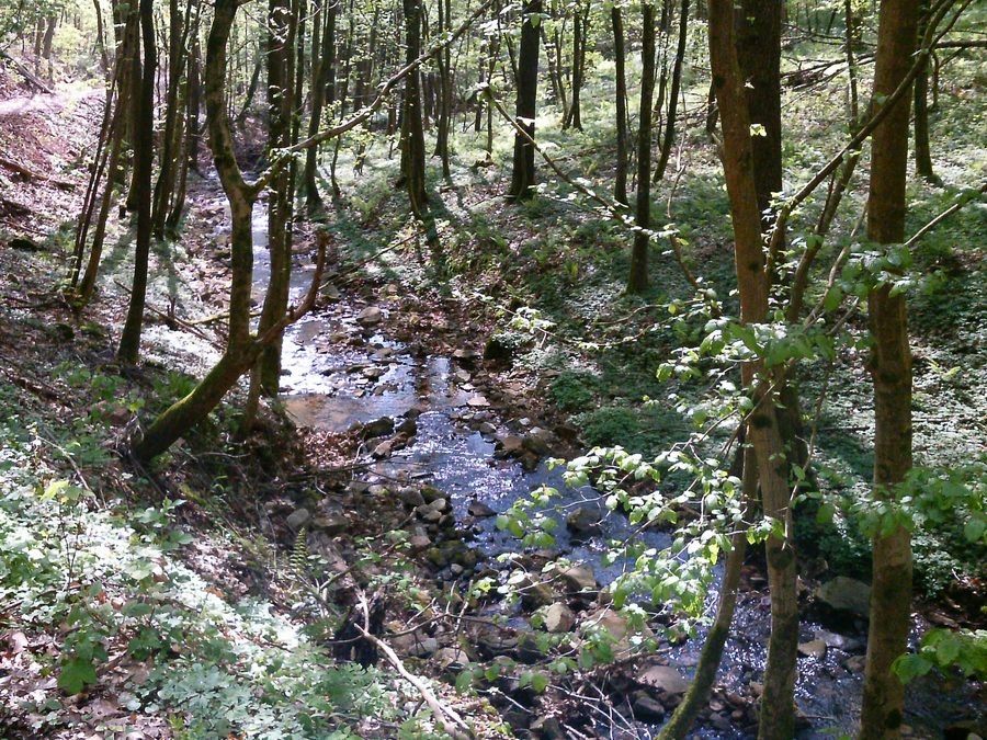 Stream valley above Bammental in Baden-WĂĽrttemberg