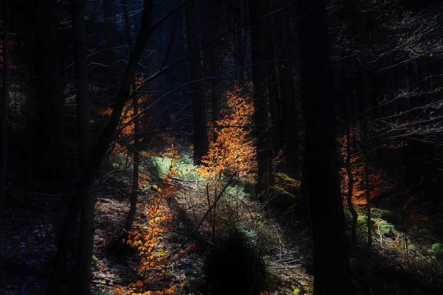 Forest landscape in the Trieb valley near Jocketa with sunlight between the trees