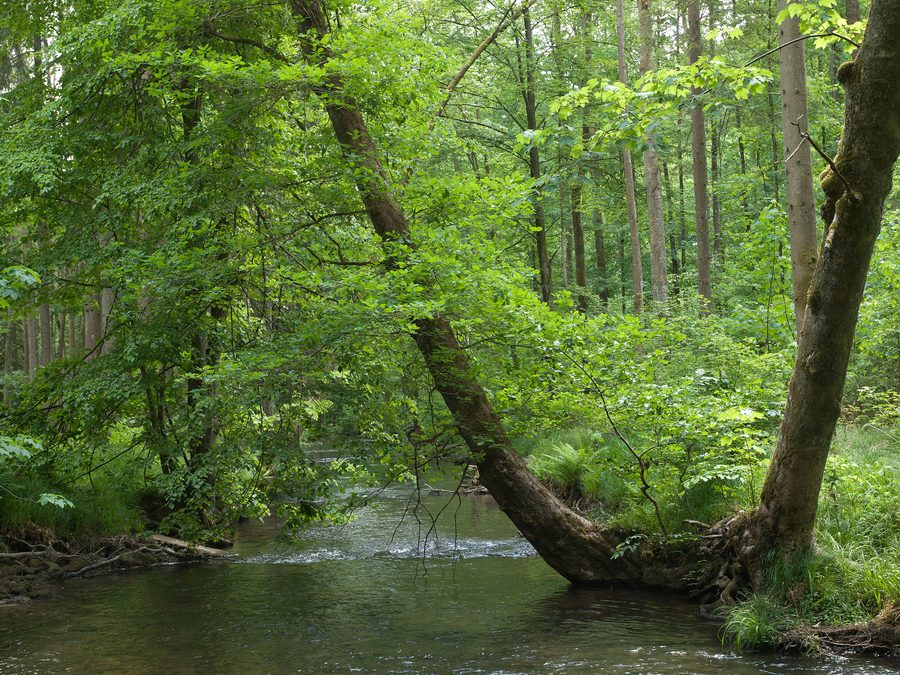 Small river in the Hafenlohr Valley near Windheim in Lower Franconia