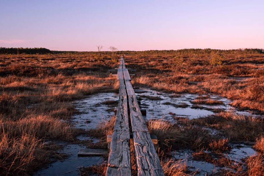 Evening landscape in Store Mosse National Park, Sweden
