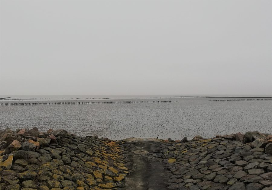 Wadden Sea on the North Sea coast near Westerdeichstrich in the district of Dithmarschen