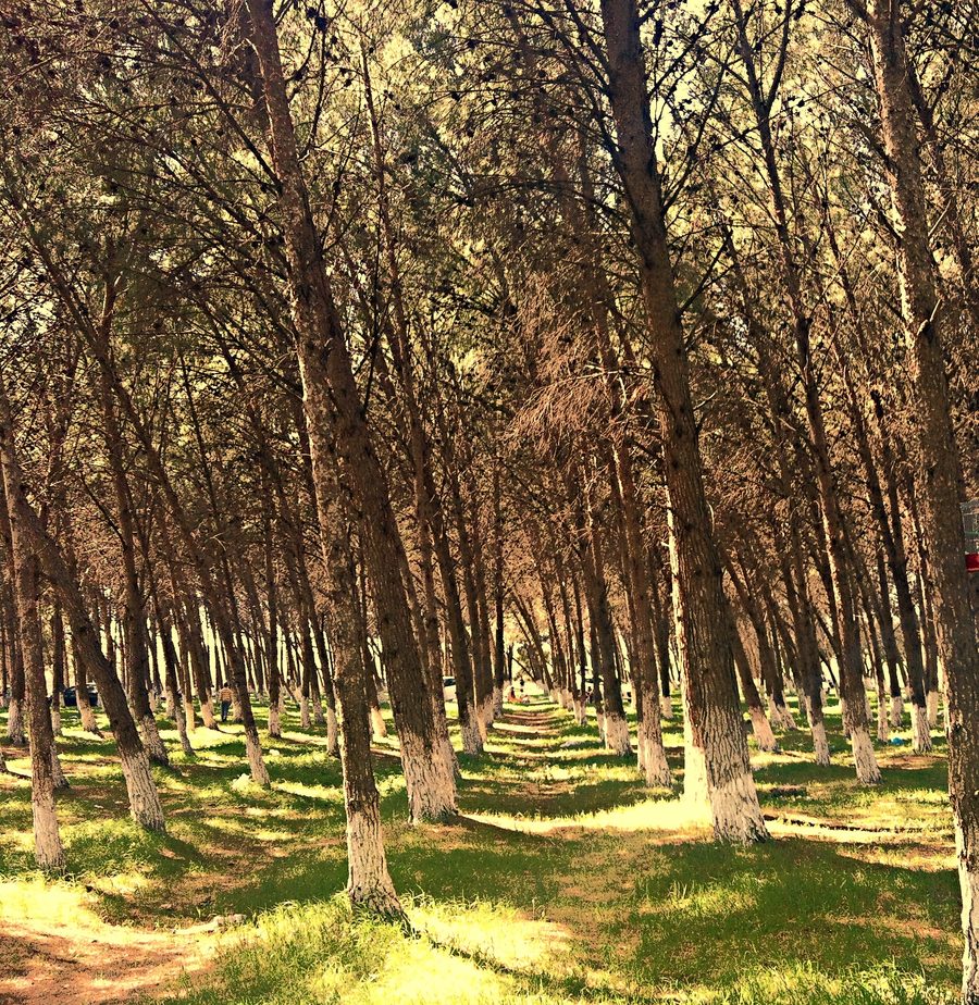 Forest landscape near Tessala in Sidi Bel Abbès Province