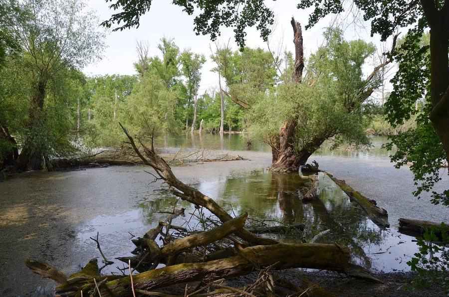 Altrhein landscape in the Kleiner Bodensee nature reserve near Philippsburg