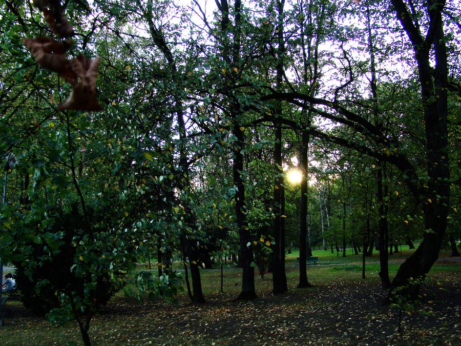 Part of the former castle park in DÄ…browa Tarnowska