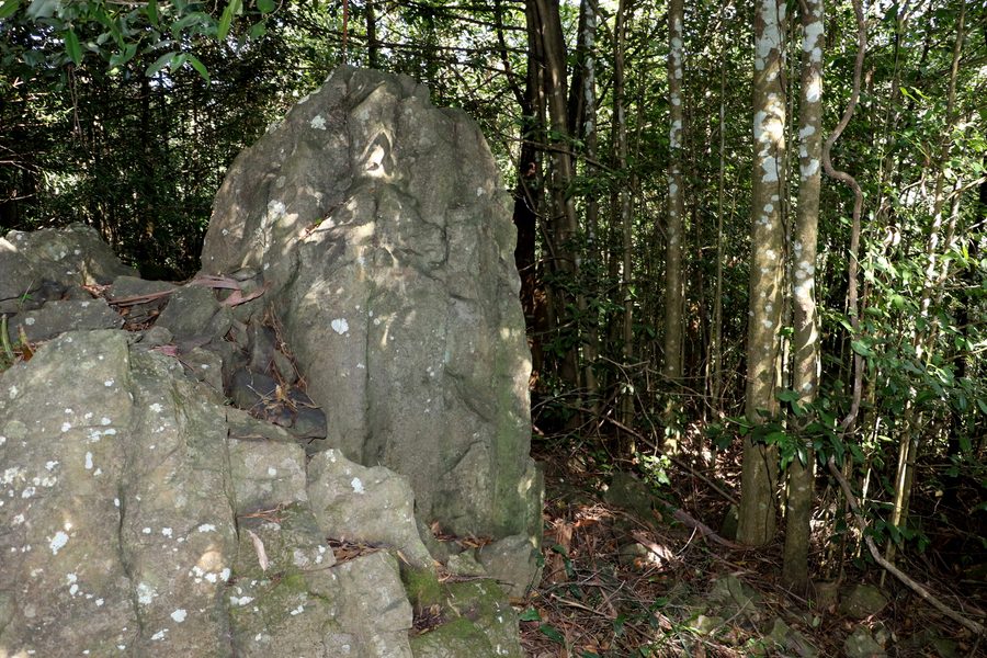 Rainforest on basalt at Mount Tomah