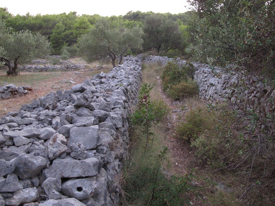 Stone walls in the landscape of the island of Brač