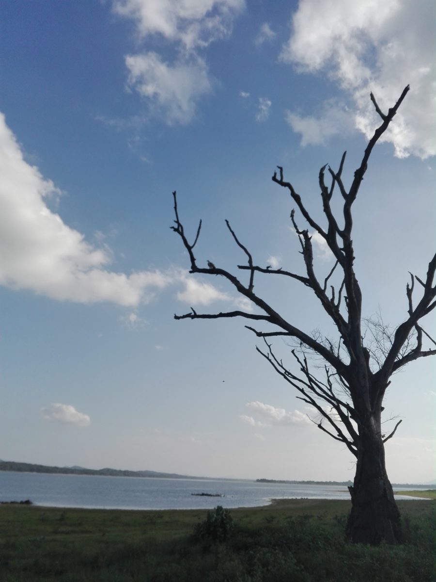 Landscape in Sri Lanka