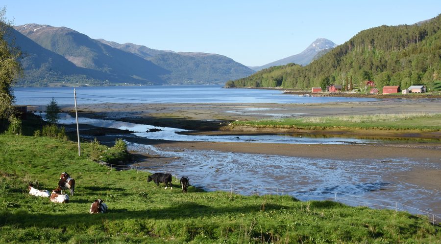 Grazing cows near Torjulvågen