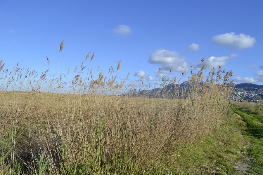 Landscape of the Marjal de Pego-Oliva natural park