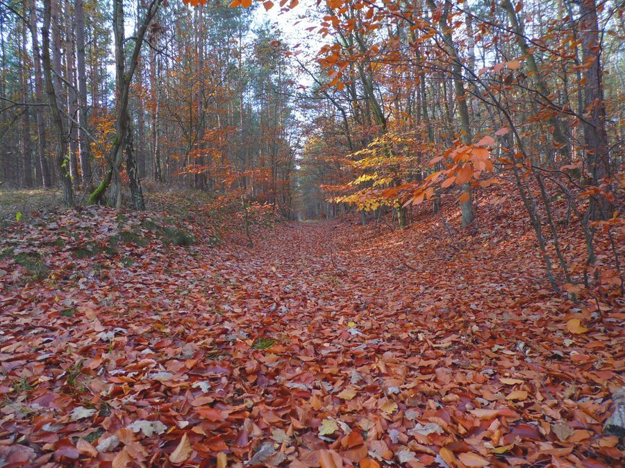 View of Dywan in Poland