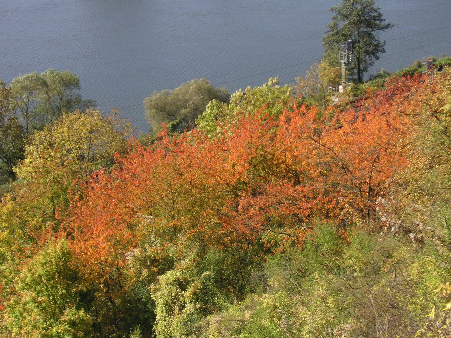 Grainberg-Kalbenstein and Saupurzel nature reserve with a view of the Main