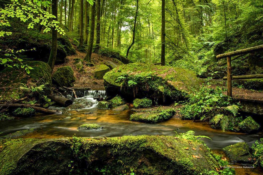 Beech-fir forest in the Irati area of the Aezkoa and Salazar valleys in Navarra