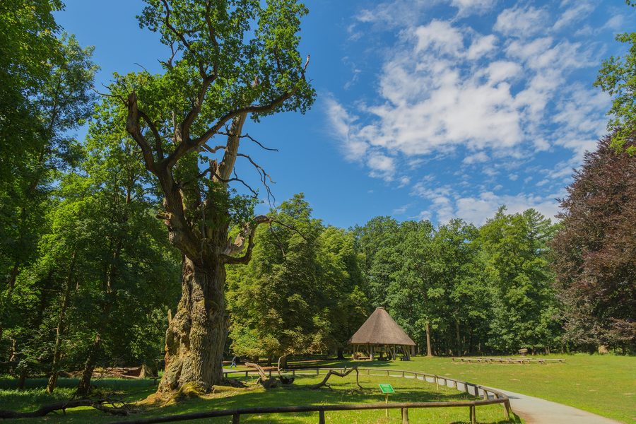 A mighty old oak tree in the Ivenack wildlife park near Ivenack